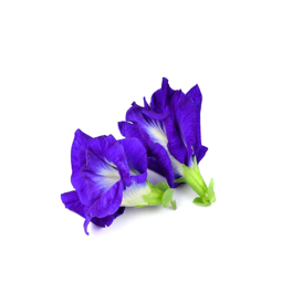 Butterfly Pea Flower