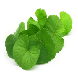 Pennywort