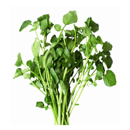 Watercress