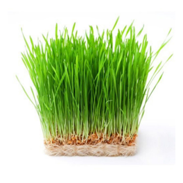 Wheatgrass